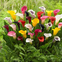 Calla Lily bulbs with decorative foliage for shade garden planting.