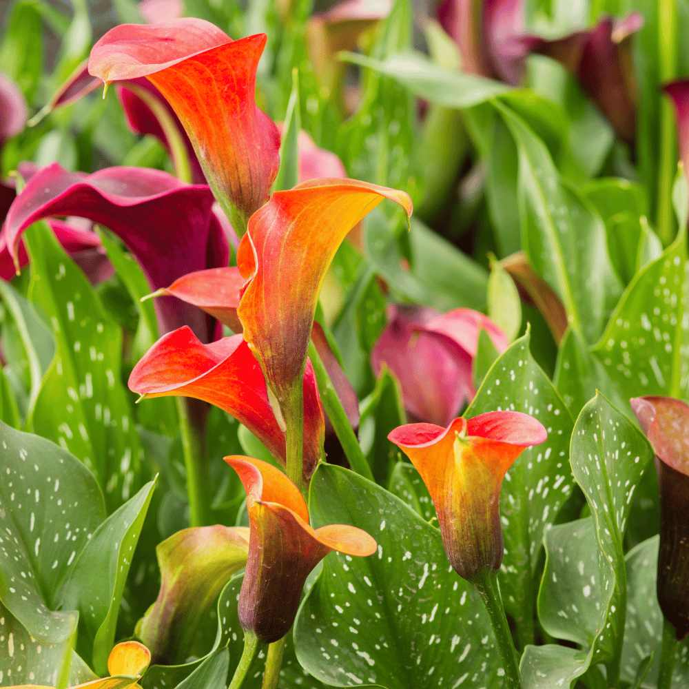 Calla Lily planting bulbs for ornamental gardens and outdoor landscapes.
