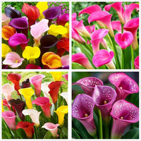 Calla Lily Seeds for Planting Mixed Color Perennial Flowers