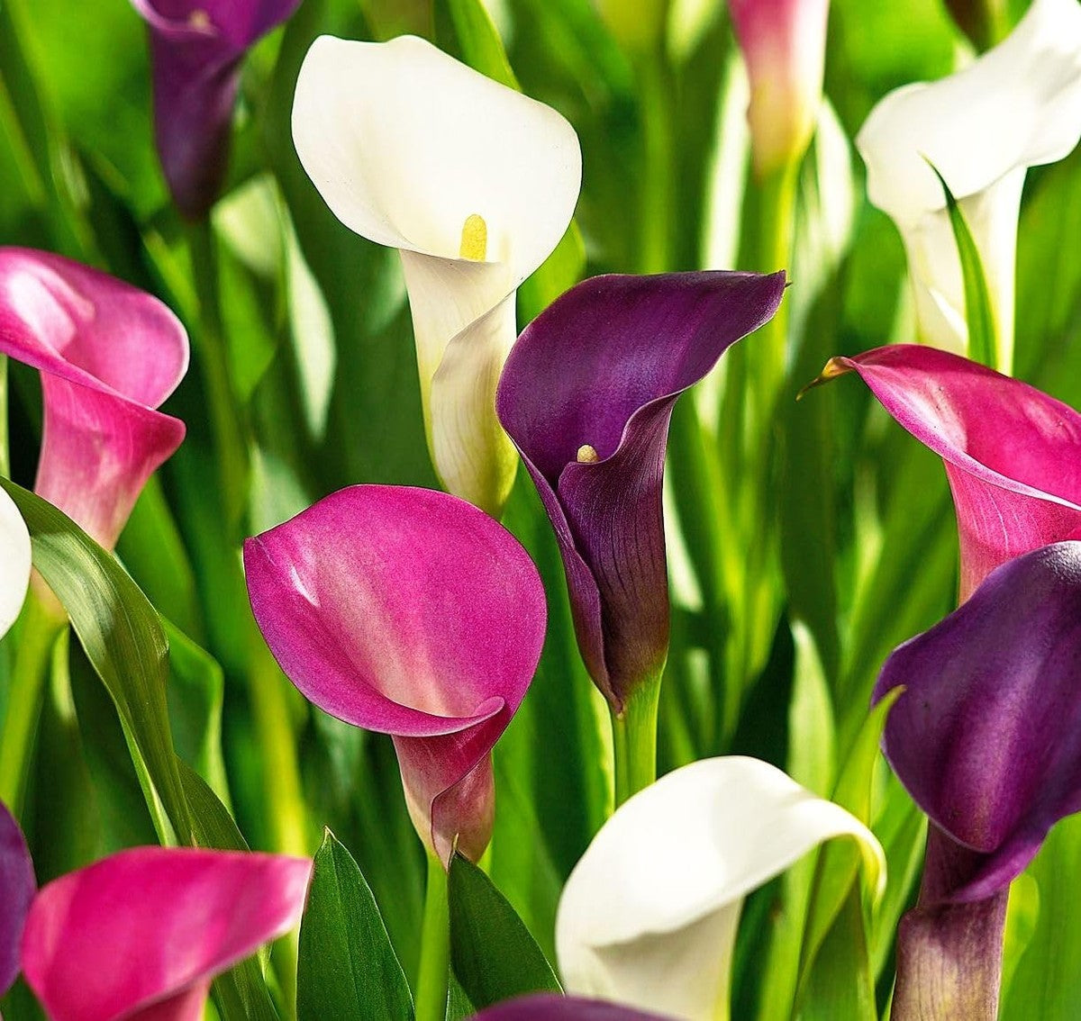 Calla Lily Perennial Flowers Growing in Home Garden