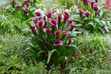 Calla Lily plants prepared for outdoor garden planting