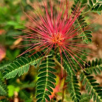 Calliandra eriophylla Desert Fairy Duster pink seeds for planting.