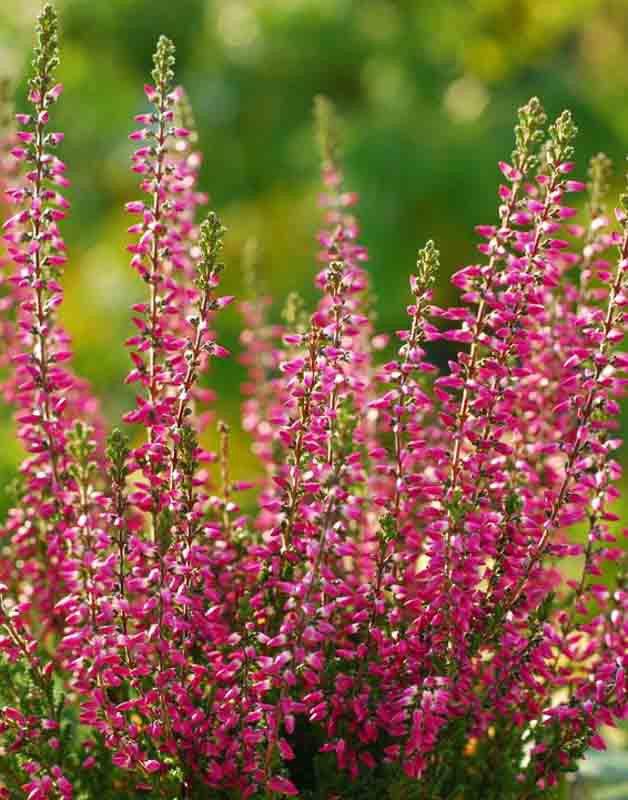 Calluna Vulgaris Flower Planting Seeds - Vibrant Perennial Garden Seeds for Your Outdoor Space