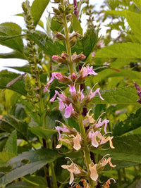 Canadian Germander seeds Teucrium canadense producing lavender-pink flower spikes