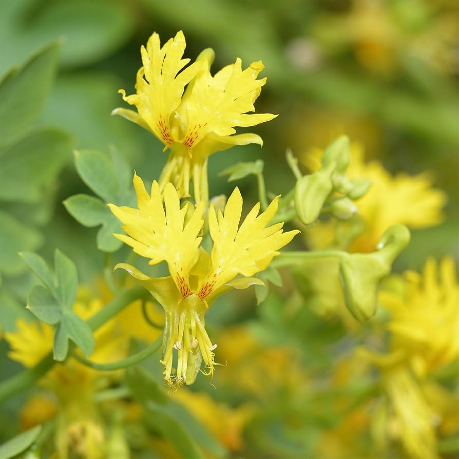 Canary Creeper vines with bright yellow flowers growing on a garden trellis.