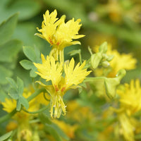 Canary Creeper vines with bright yellow flowers growing on a garden trellis.