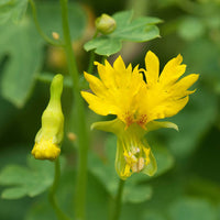 Canarybird Nasturtium climbing gracefully along an outdoor fence.