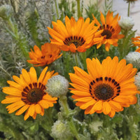 Orange Prince Venidium Seeds for Bold Orange Flowers