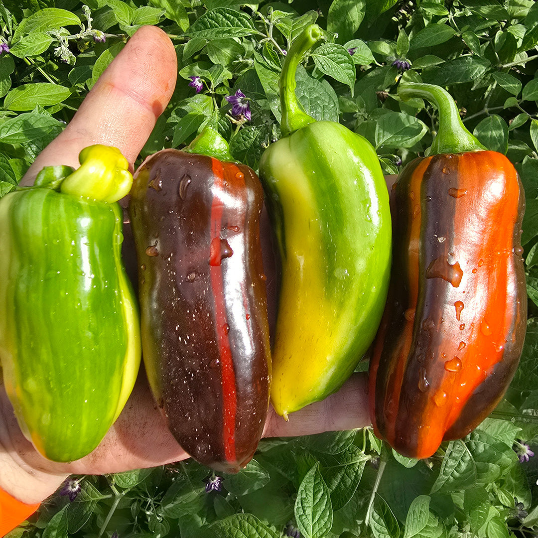 Candy Cane Striped Sweet Peppers Growing in Garden