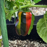 Fresh Candy Cane Sweet Pepper Fruits