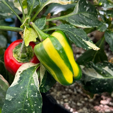 Candy Cane Sweet Pepper Seeds for Planting