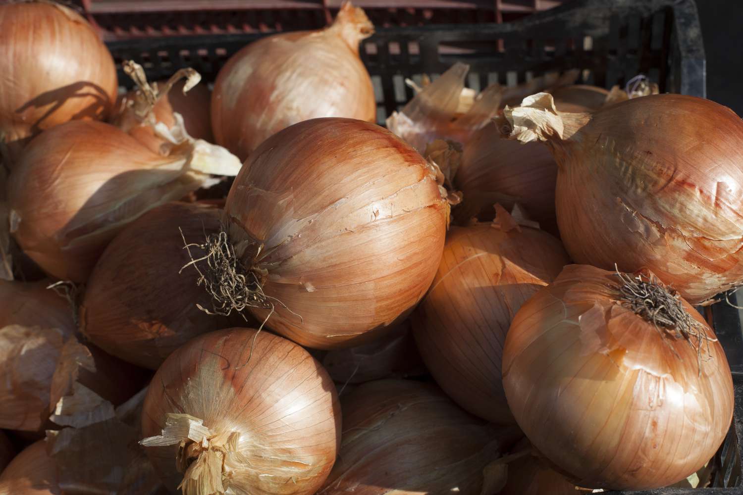 Candy Hybrid onion plants growing in a sunny garden bed
