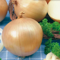 Candy Hybrid onion seeds for home vegetable garden planting