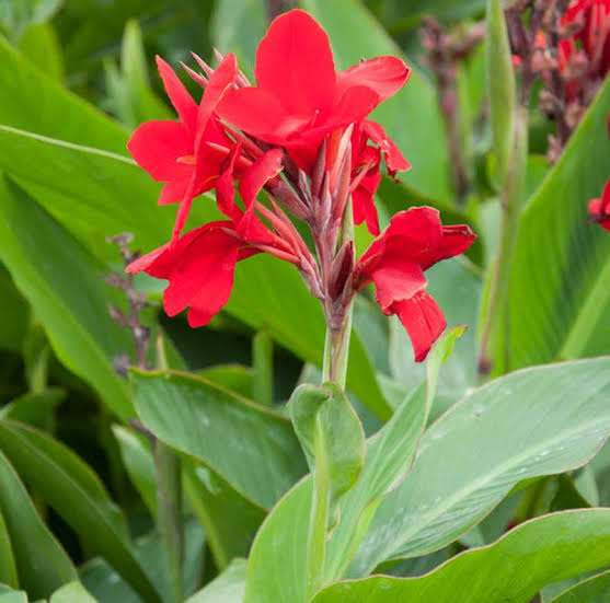 Colorful Canna Lily flowers blooming in a garden bed.