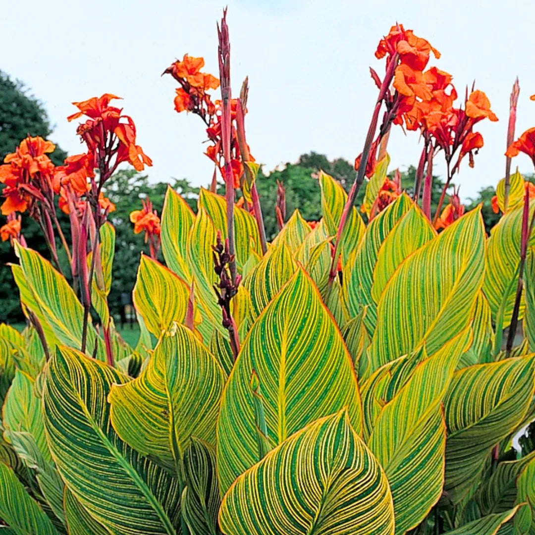 Canna Lily bulbs for tropical garden planting.