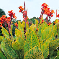 Canna Lily bulbs for tropical garden planting.