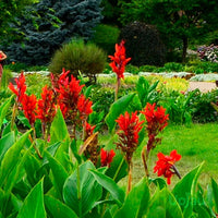 Canna Lily bulbs for planting in the garden