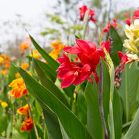 Canna Lily rhizomes for colorful outdoor garden planting.