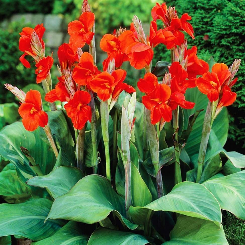 Canna bulbs prepared for outdoor garden planting