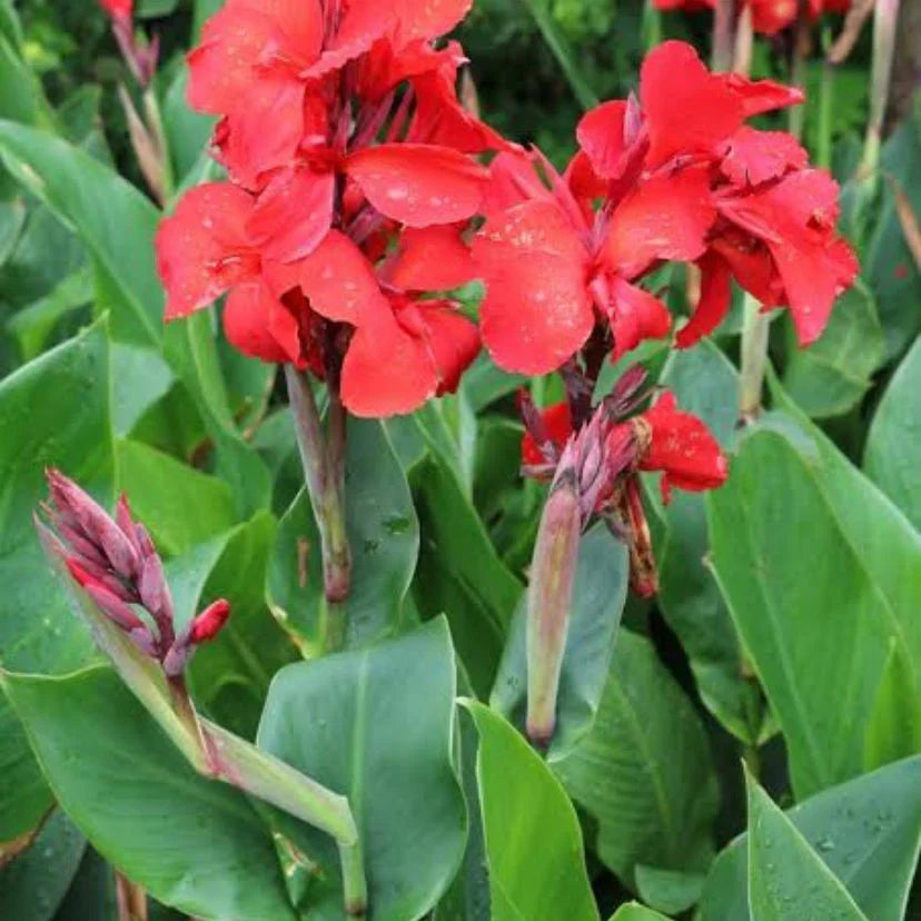 Canna rhizomes for outdoor garden planting.