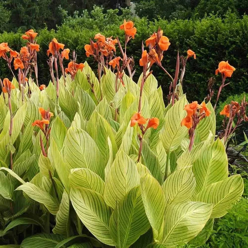 Canna Lily Bulbs | Tropical Perennial Flowers for Garden Planting