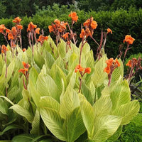 Canna Lily Bulbs | Tropical Perennial Flowers for Garden Planting