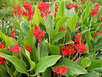 Indica Flower seeds for Planting Hardy Variety Heirloom & GMO Free Seeds for Home Garden