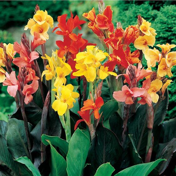 Mixed Canna bulbs for garden planting