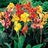 Mixed Canna bulbs for garden planting