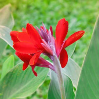 Canna Lily Rhizomes for Garden Beds, Borders, Containers & Outdoor Landscapes