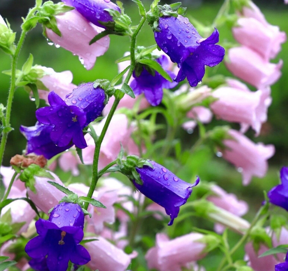 Double Canterbury Bells flowers blooming in mixed colors