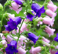 Double Canterbury Bells flowers blooming in mixed colors