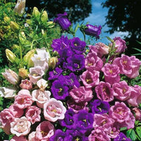 Canterbury Bells Double Mix seeds for garden planting