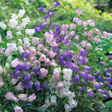 Canterbury Bells Double Mix blooming in a colorful home garden.