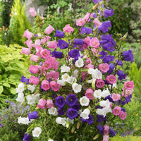 Canterbury Bells Double Mix Seeds – Bell-Shaped Garden Flowers for Planting