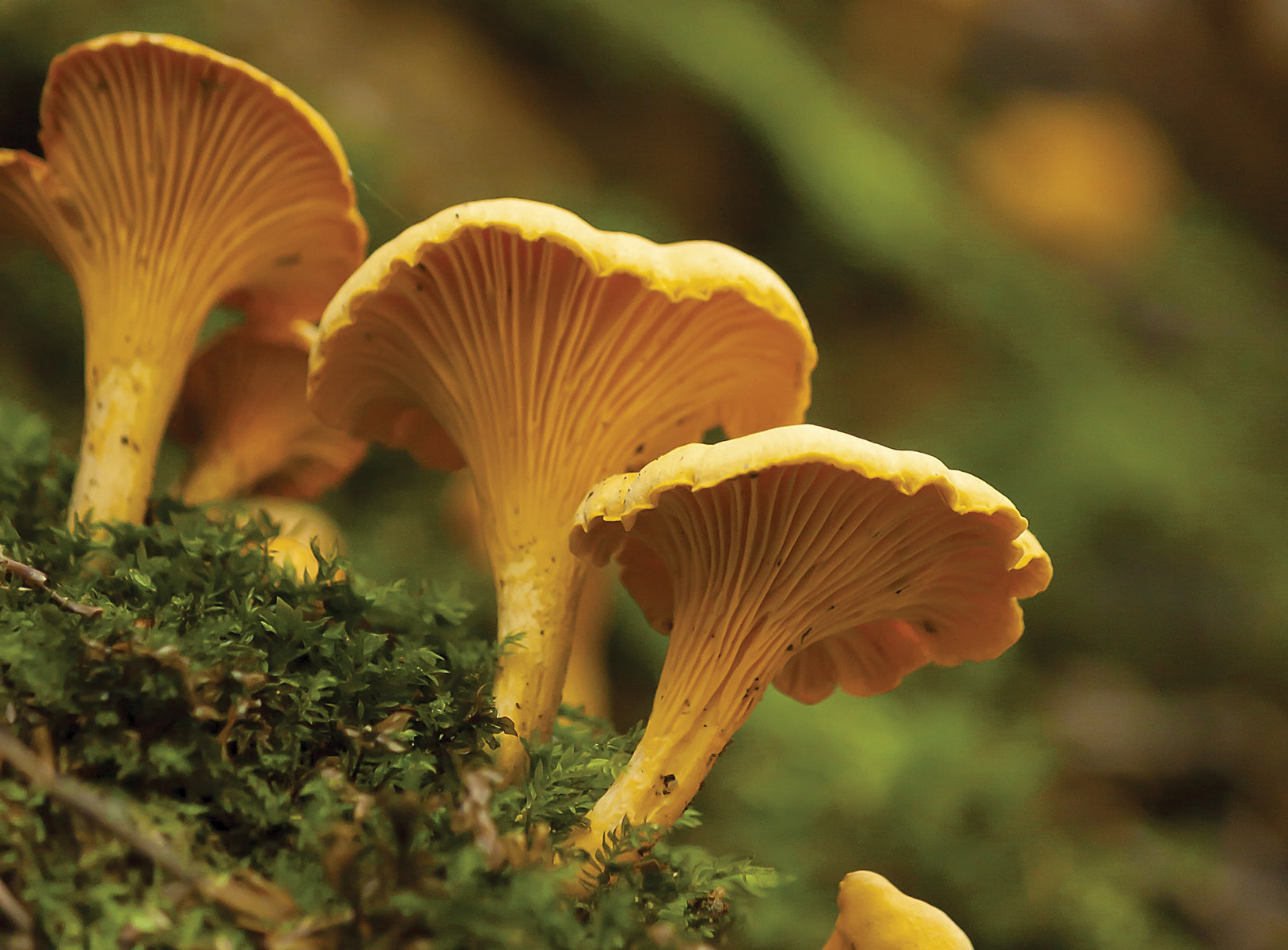 Cantharellus cibarius spores for controlled cultivation.