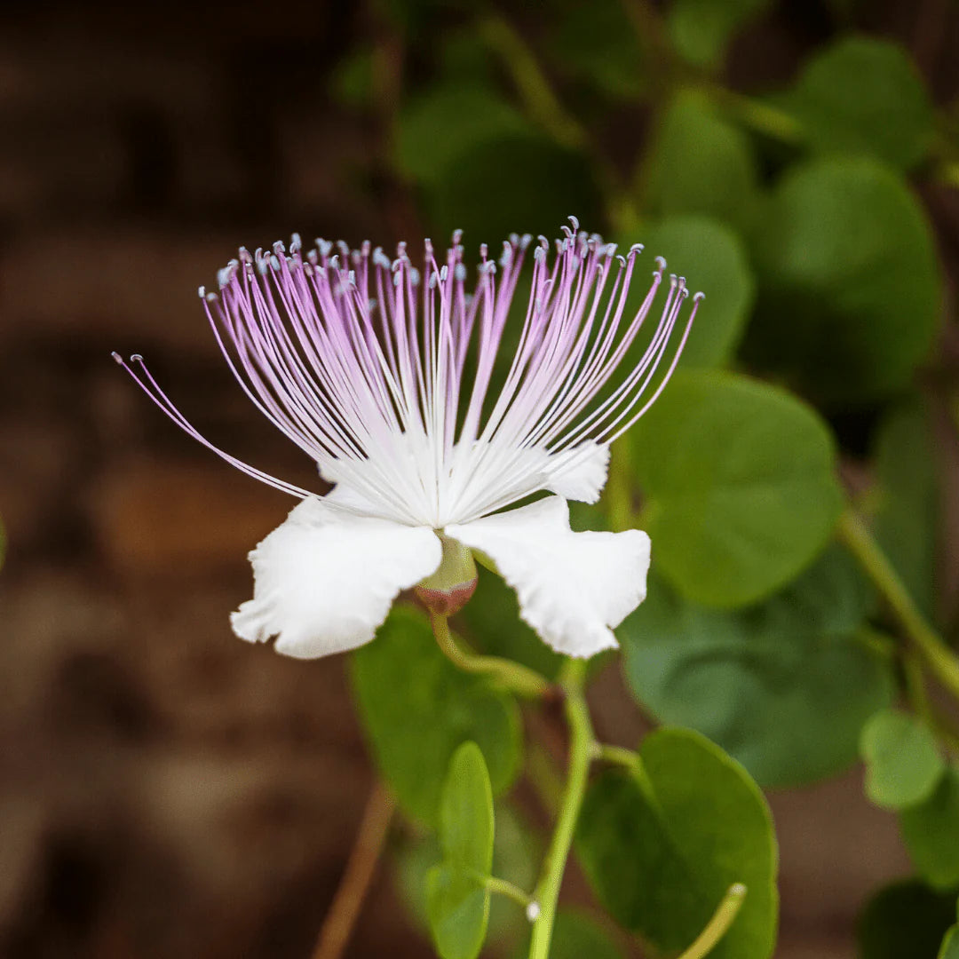 Blue Caper Flower seeds for Planting - Compact Growth, Heirloom & GMO Free Seeds for Home Garden