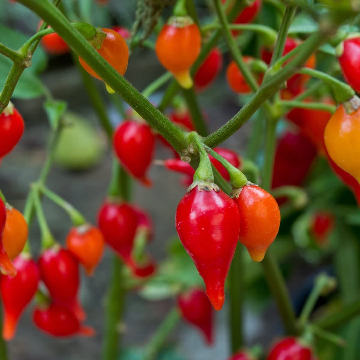 Capsicum baccatum pepper seeds suitable for containers and kitchen gardens.