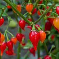 Capsicum baccatum pepper seeds suitable for containers and kitchen gardens.