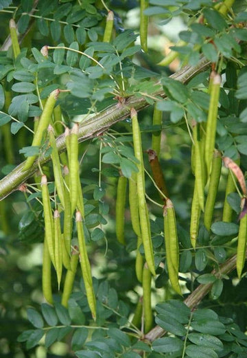 Caragana Arborescens seeds for planting