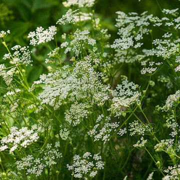 Caraway Flower seeds for Planting Garden Favorite Heirloom & GMO Free Seeds for Home Garden