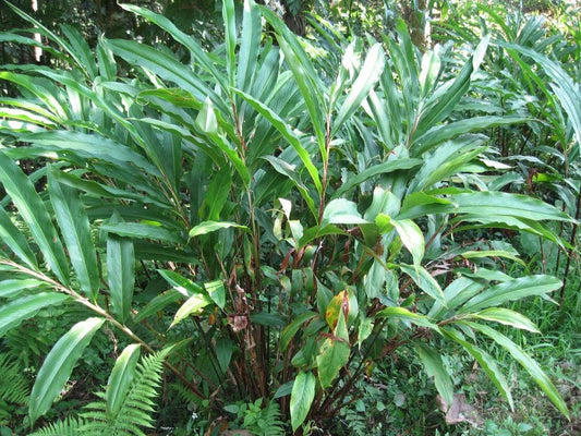 Cardamom Seeds – Elettaria cardamomum Fragrant Herb Shrub Plant