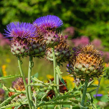 Heirloom Cardo Gigante Flower seeds for Planting Shade Tolerant Heirloom & GMO Free Seeds for Home Garden