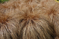 Carex Comans Ornamental Grass Seeds for Easy Planting