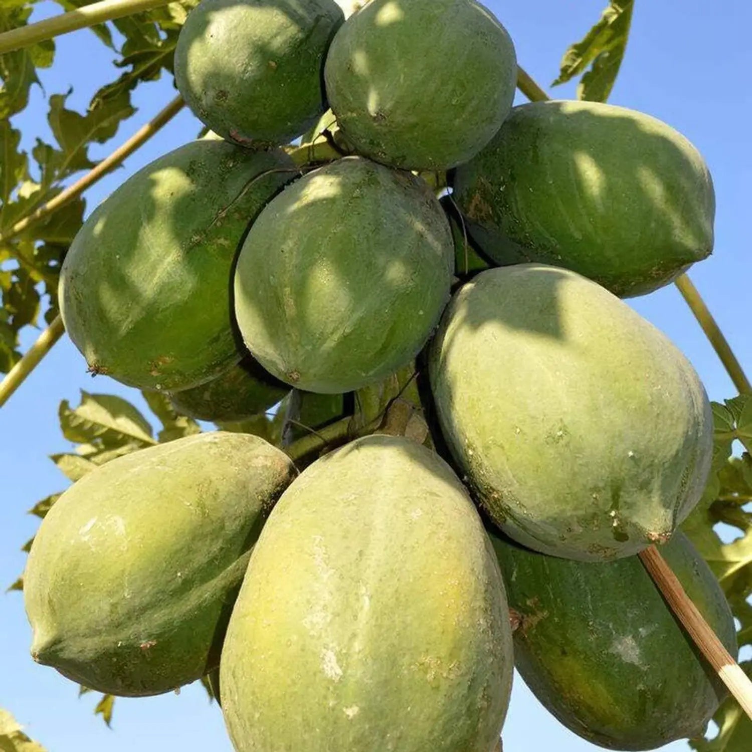 Carica papaya Pusa Dwarf seeds suitable for raised beds and backyard orchards.