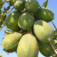 Carica papaya Pusa Dwarf seeds suitable for raised beds and backyard orchards.