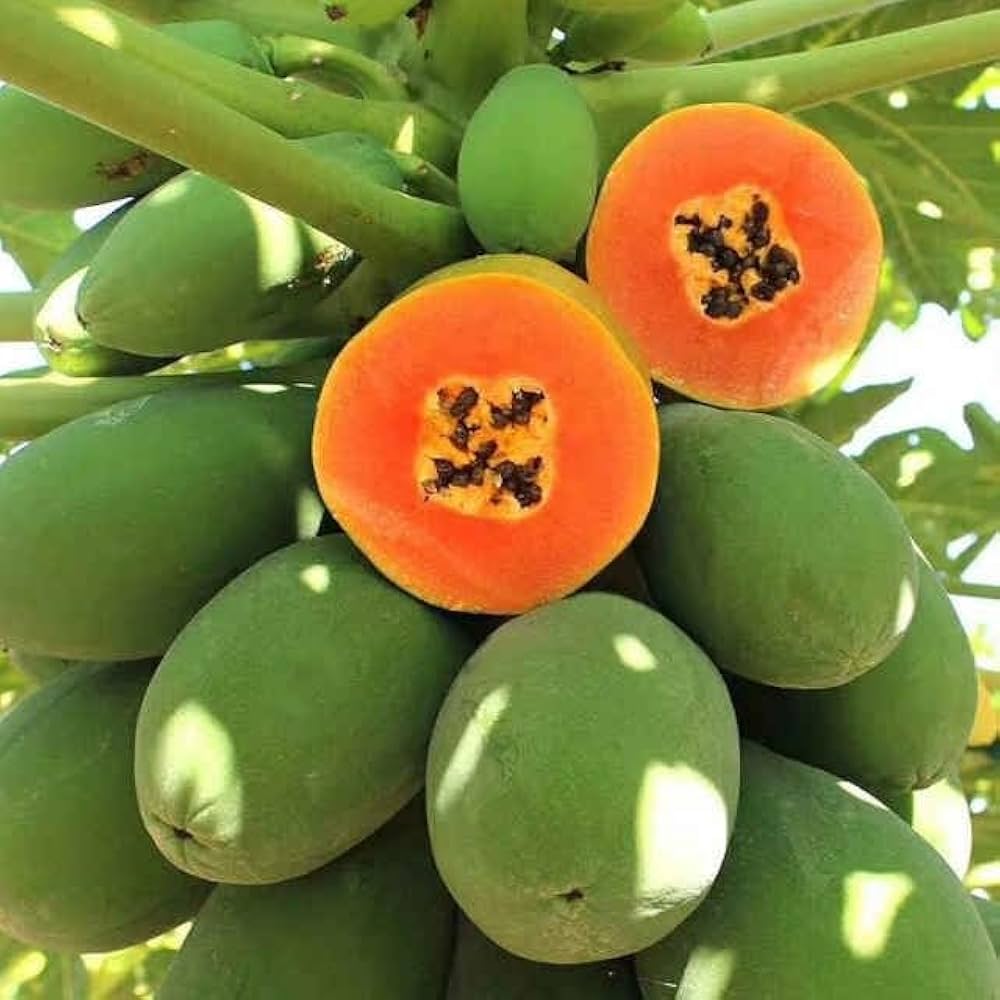 Carica papaya seedlings sprouting
