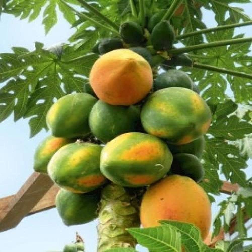 Carica papaya seedlings sprouting