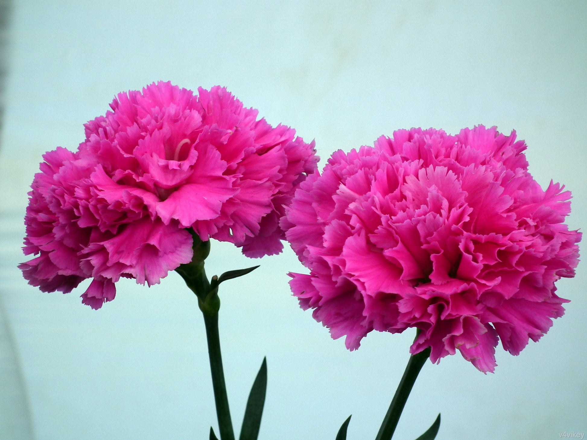 Deep Pink Carnation Flower seeds for Planting Cut Flower Favorite Heirloom & GMO Free Seeds for Home Garden 
 
 Sale