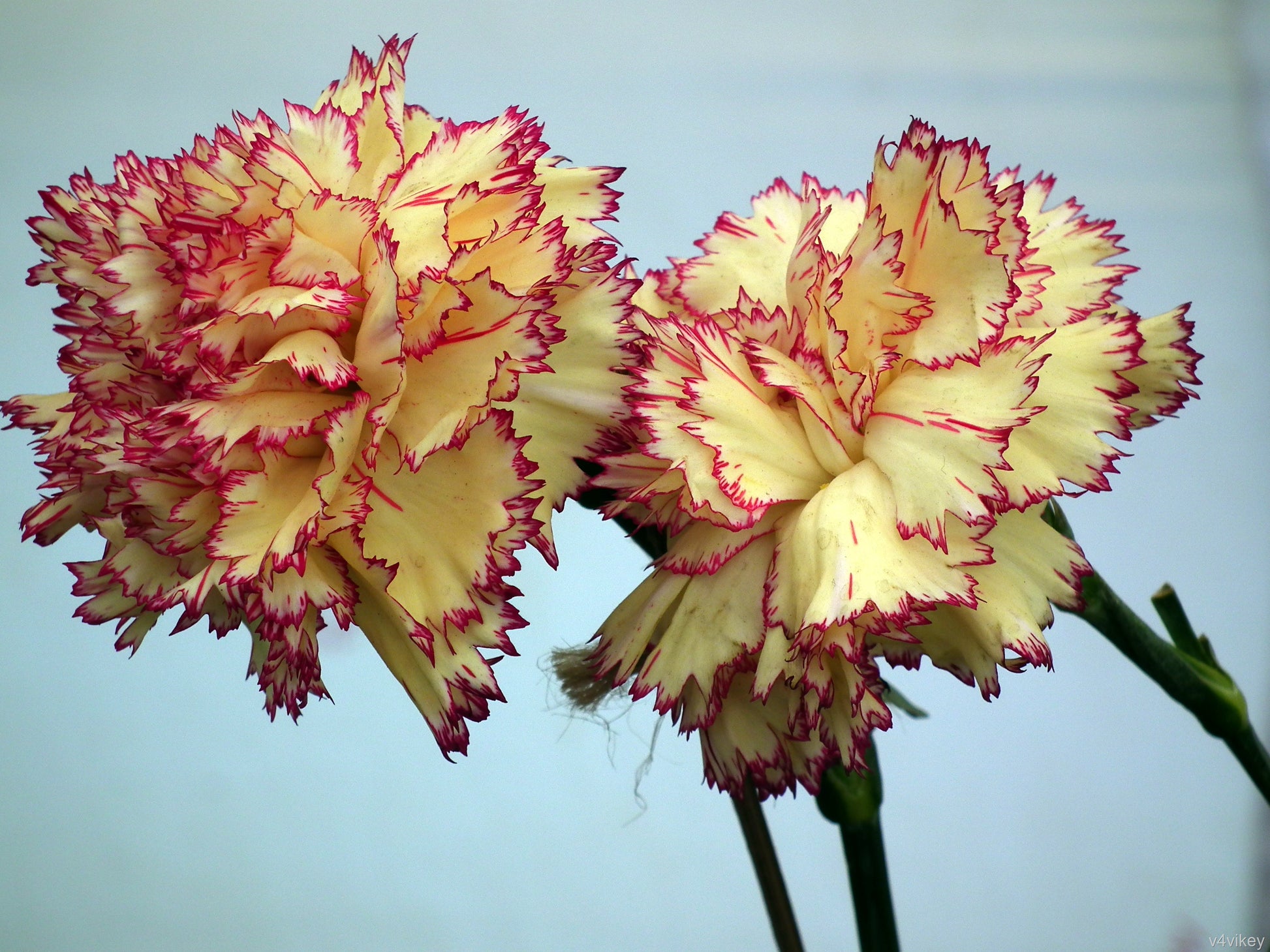 Yellow Purple Carnation Flower seeds for Planting - Premium Quality, Heirloom & GMO Free Seeds for Home Garden
